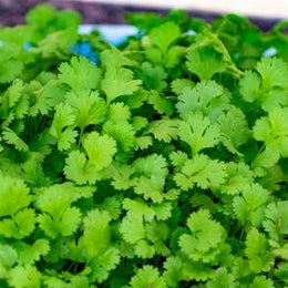 Beneficial Bacterial Cultures